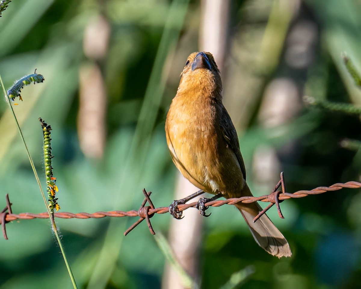 rustnakkefrøeter - ML647568962