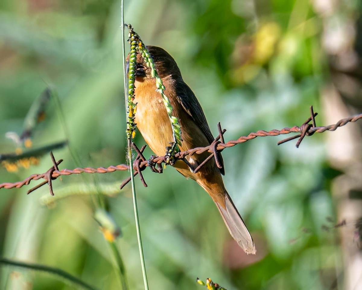 rustnakkefrøeter - ML647568963