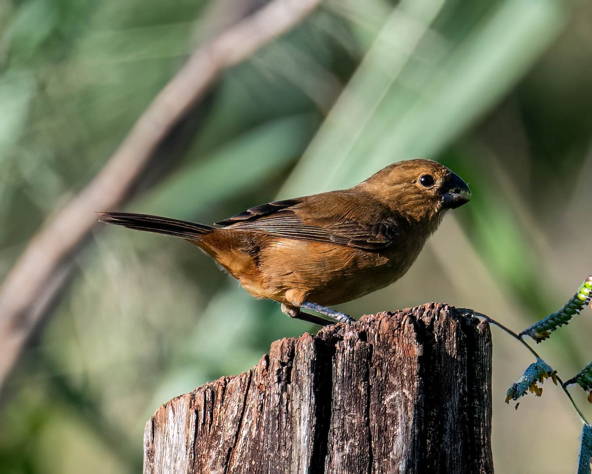 rustnakkefrøeter - ML647568964