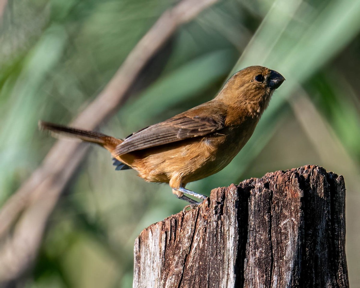 rustnakkefrøeter - ML647568965