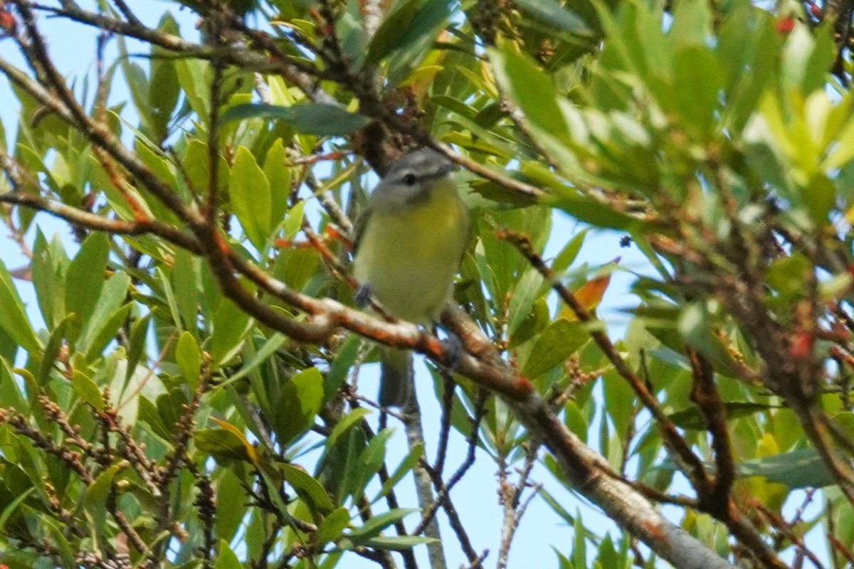 kanadavireo - ML647568968