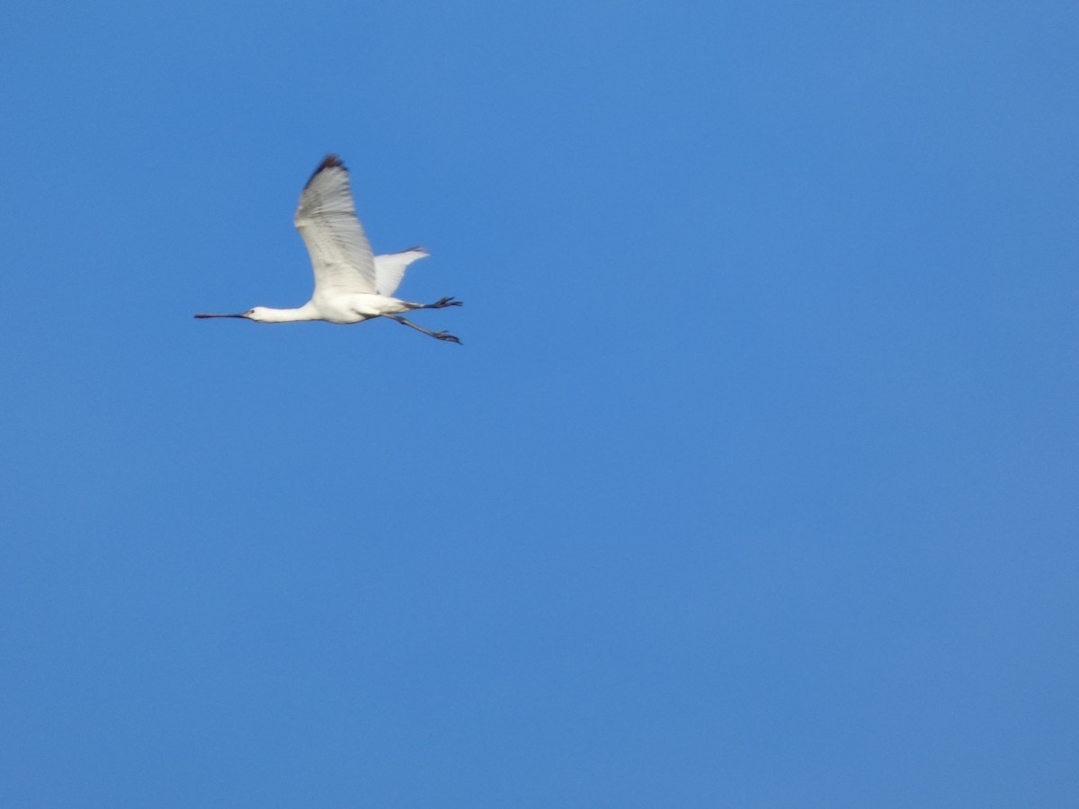 skjestork - ML647568970