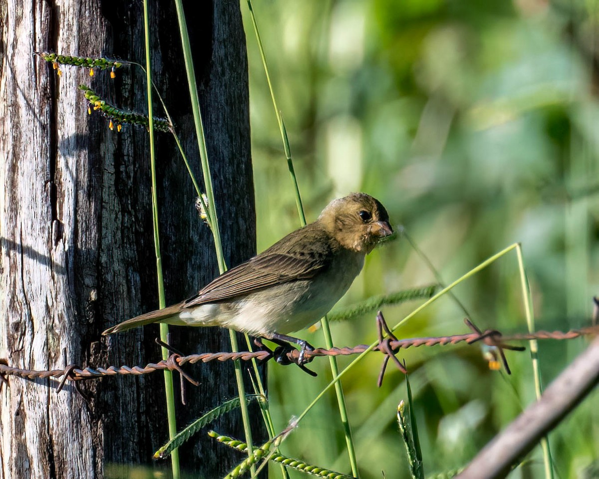 Sporophila sp. - ML647568974