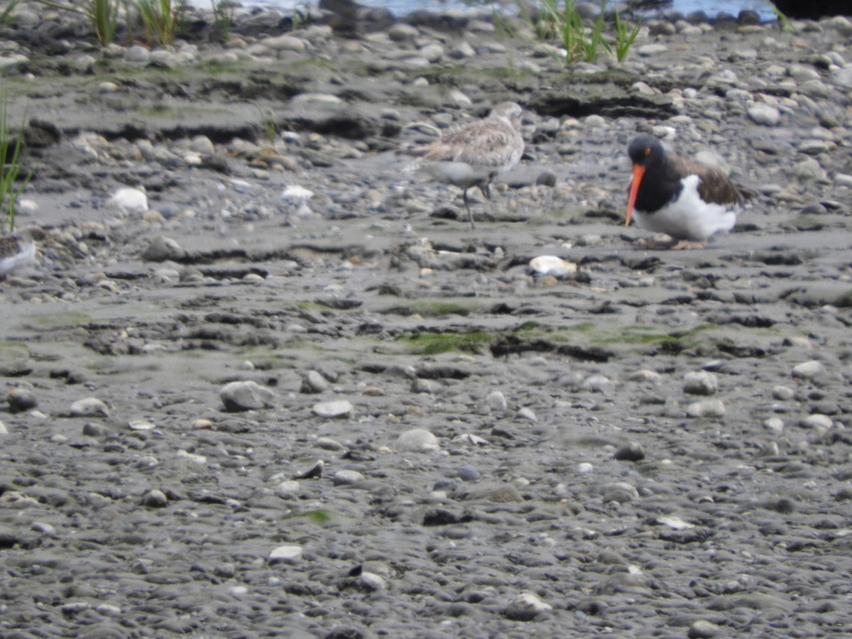 tundralo - ML647568975