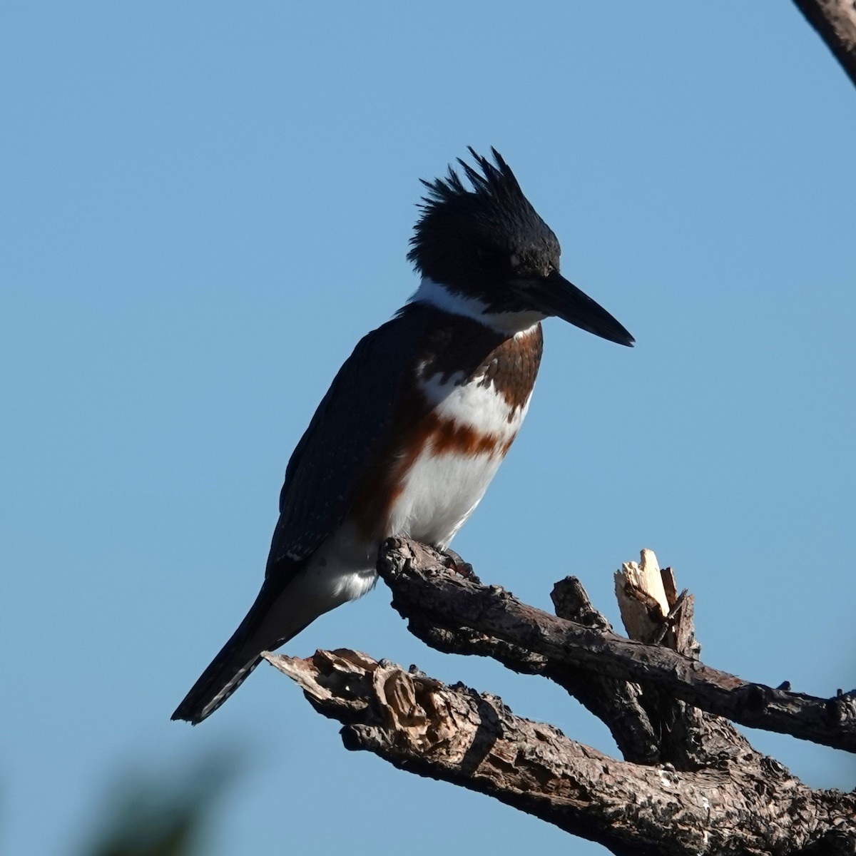 belteisfugl - ML647568976