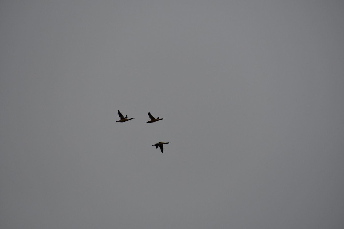 laksand - ML647568978