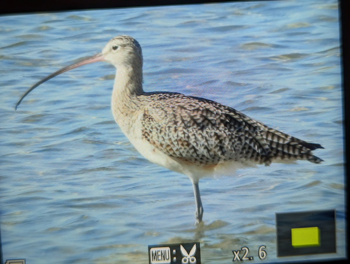 langnebbspove - ML647568981