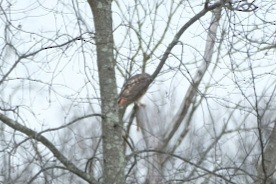 rødstjertvåk - ML647568982