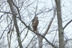 rødstjertvåk - ML647568983