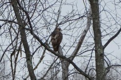 rødstjertvåk - ML647568984