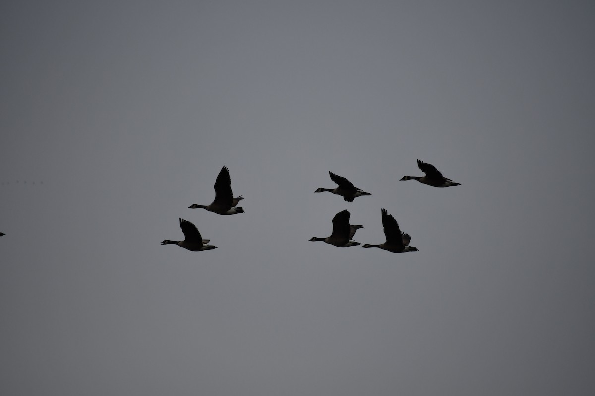 Oca canadese maggiore - ML647569016