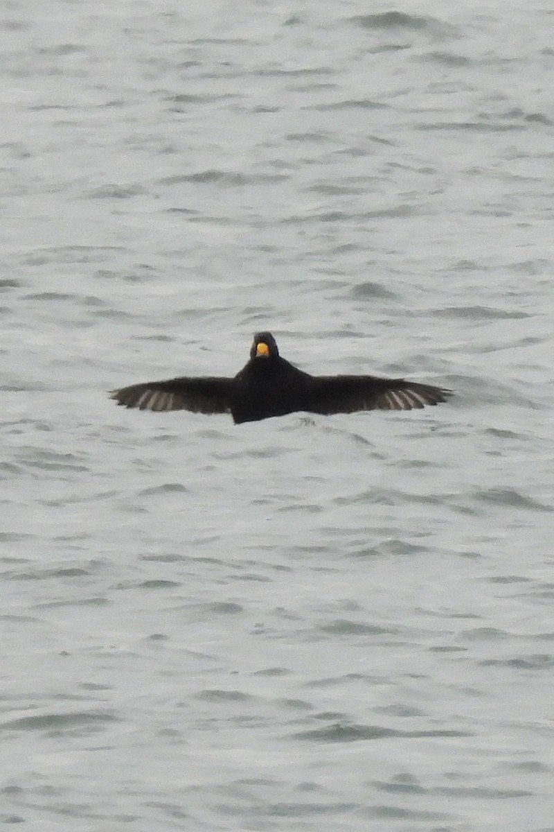 Black Scoter - ML647569023