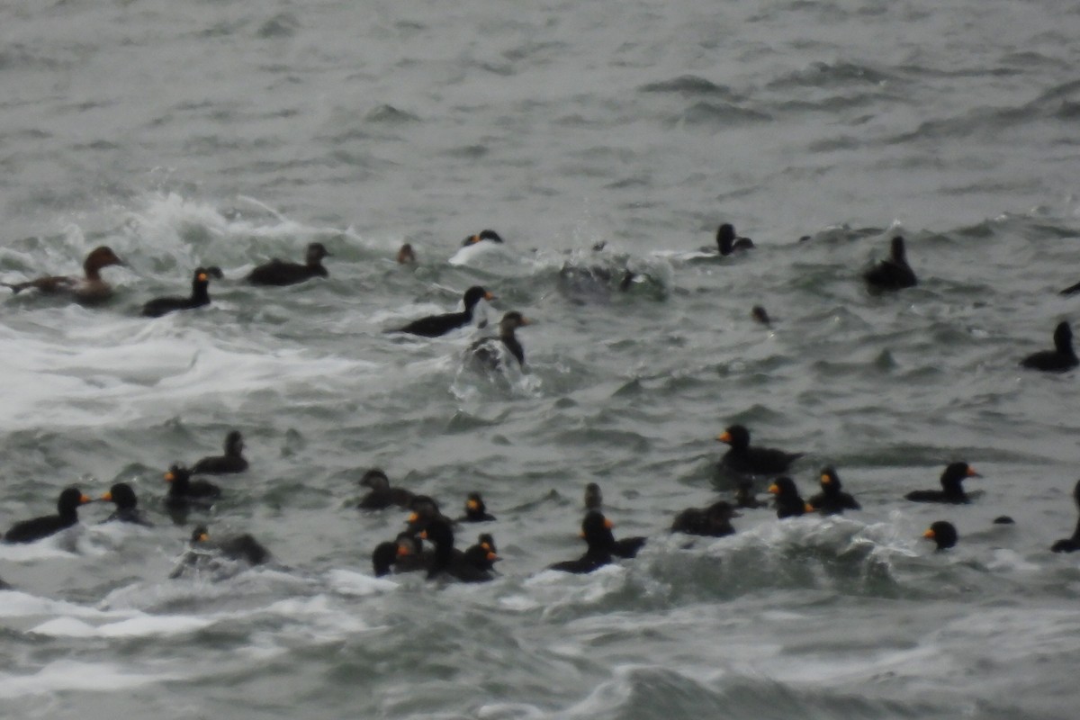 Black Scoter - ML647569024