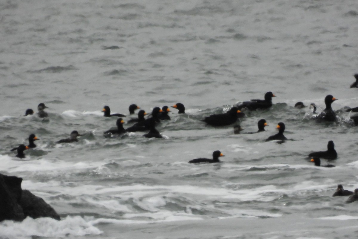 Black Scoter - ML647569025