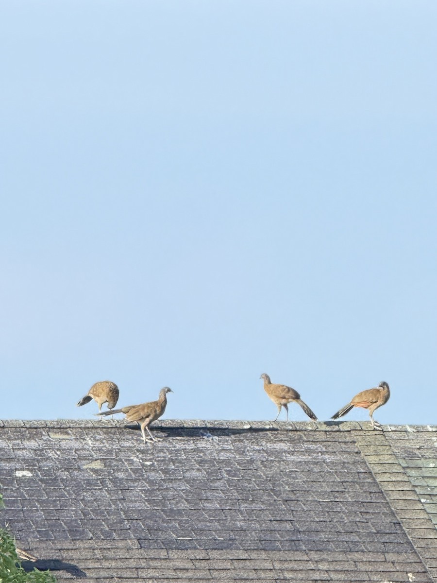 Gray-headed Chachalaca - ML647569029