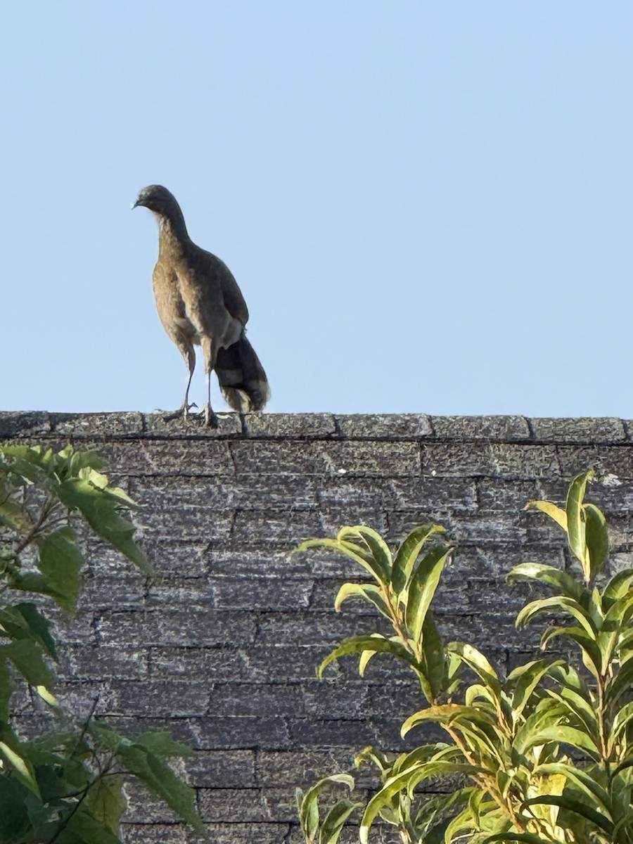 Gray-headed Chachalaca - ML647569031
