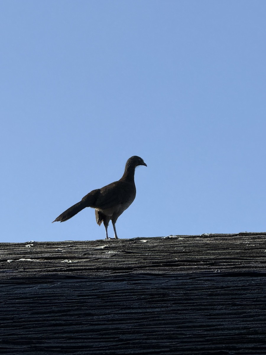 Gray-headed Chachalaca - ML647569032