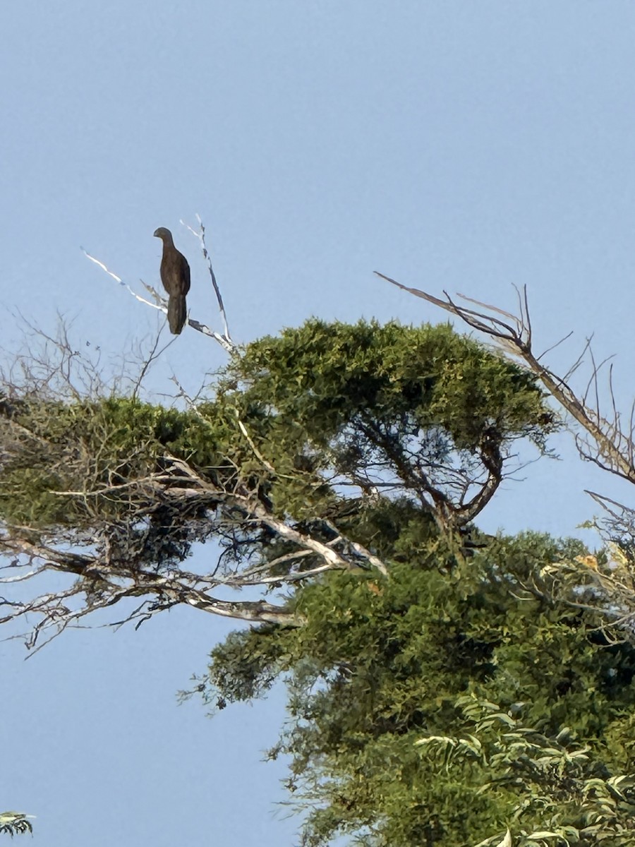 Gray-headed Chachalaca - ML647569034