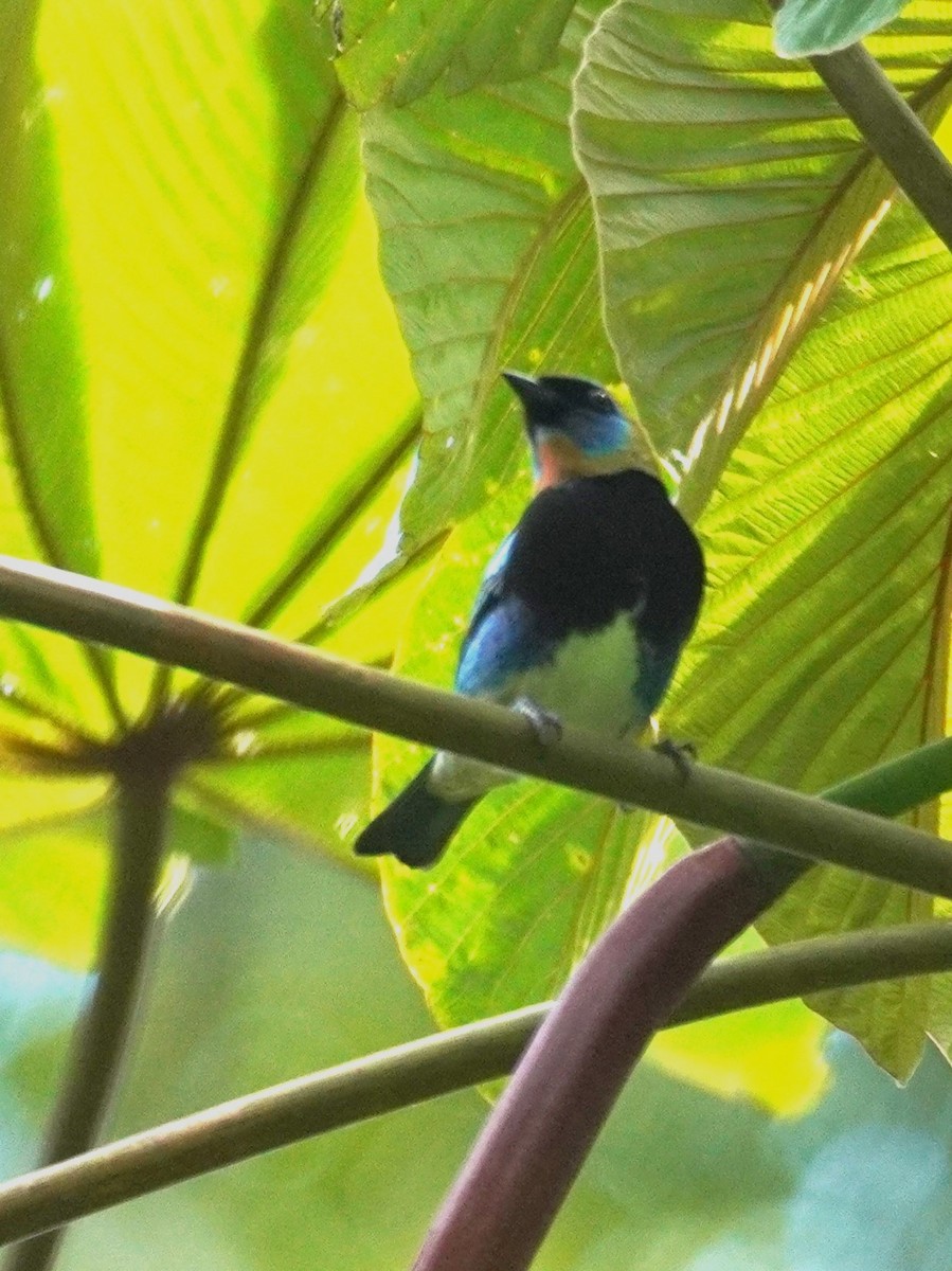 Golden-hooded Tanager - ML647569038