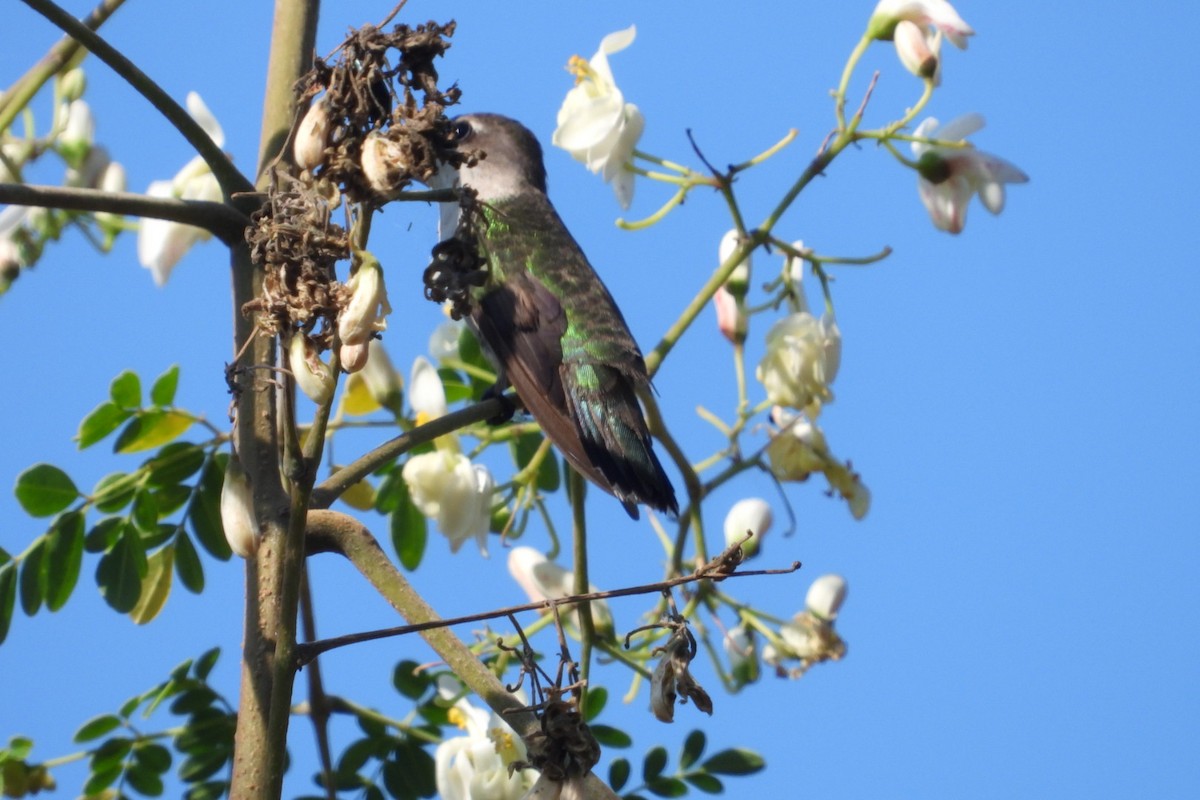 Колібрі рубіновогорлий - ML647569045