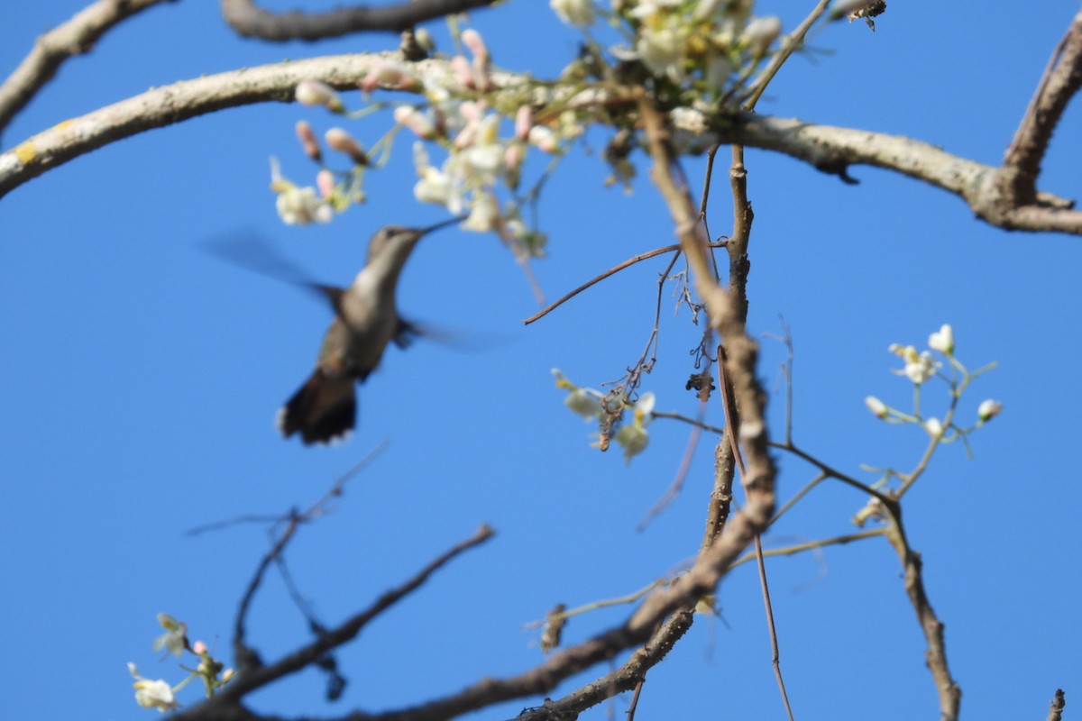 Колібрі рубіновогорлий - ML647569046