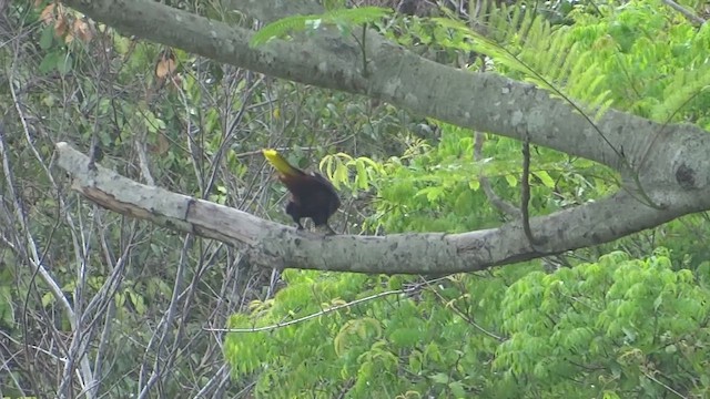 Шапу - ML647569055