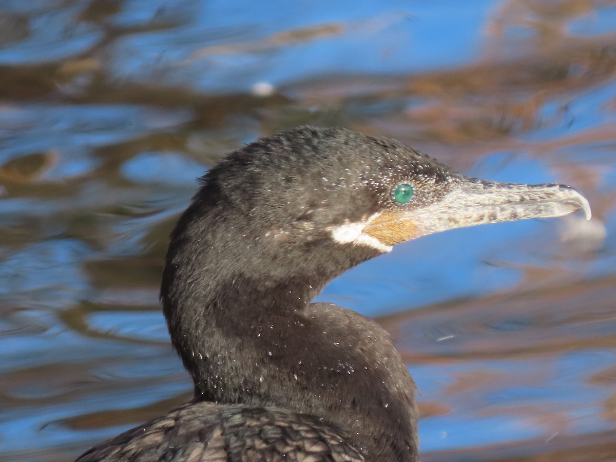 Баклан бразильський - ML647569058