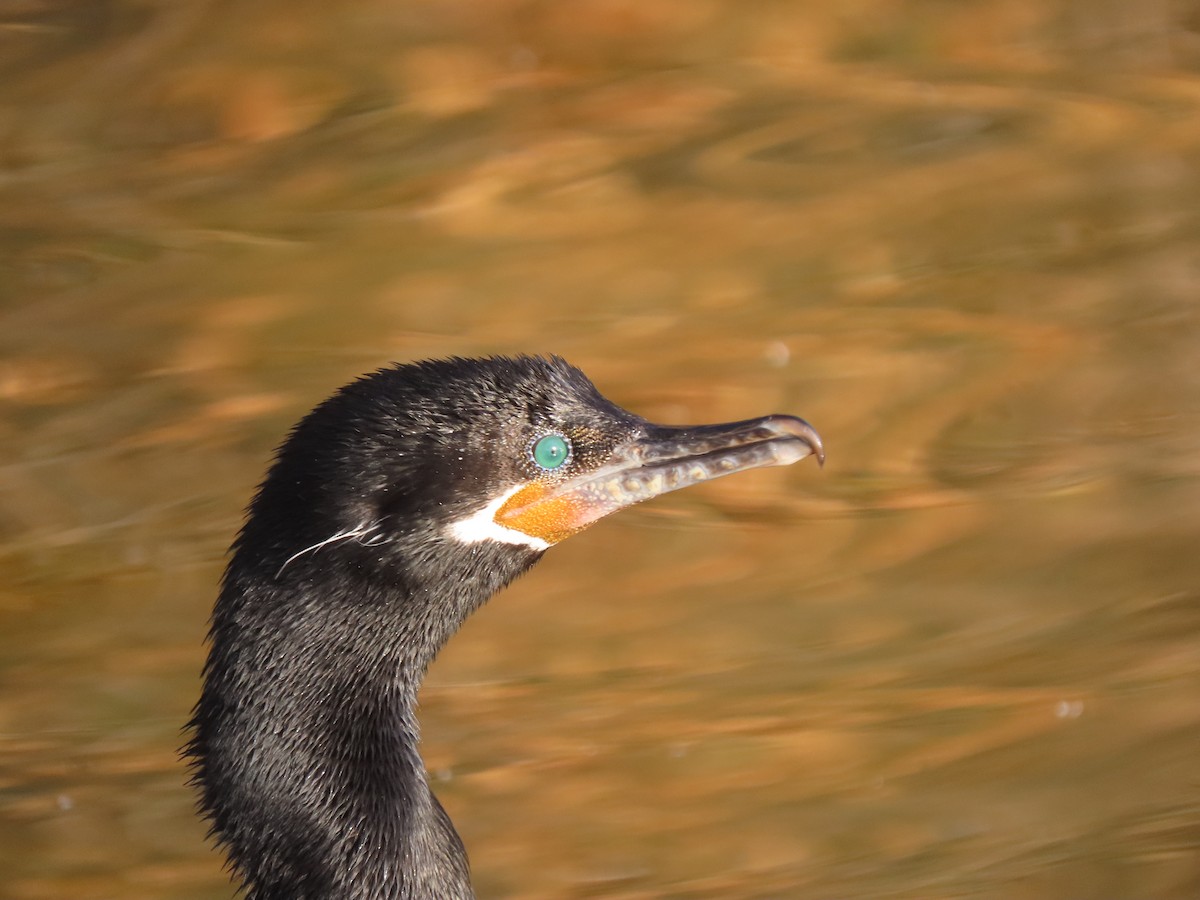 Баклан бразильський - ML647569059