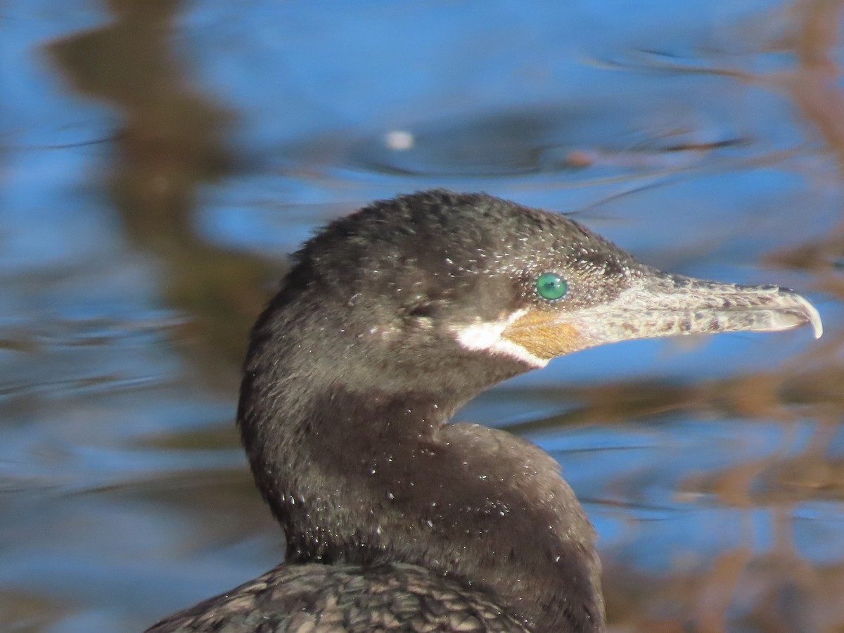 Баклан бразильський - ML647569060