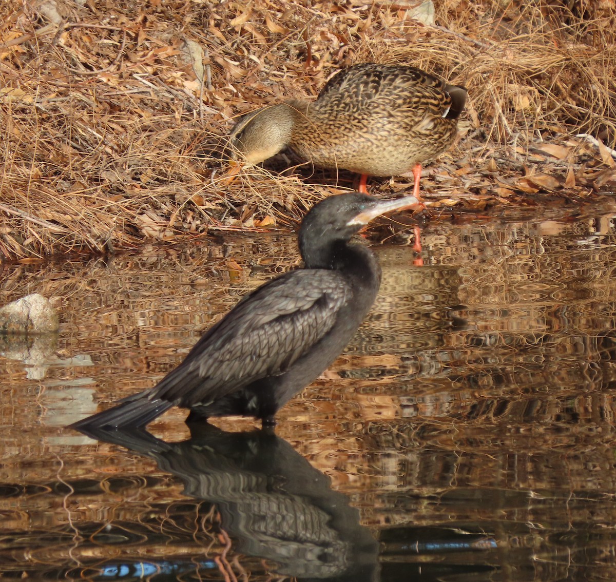 Баклан бразильський - ML647569061