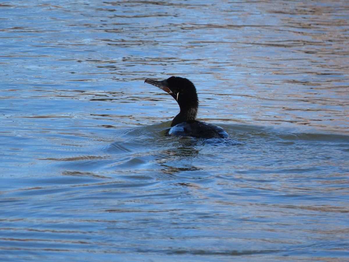 Баклан бразильський - ML647569062