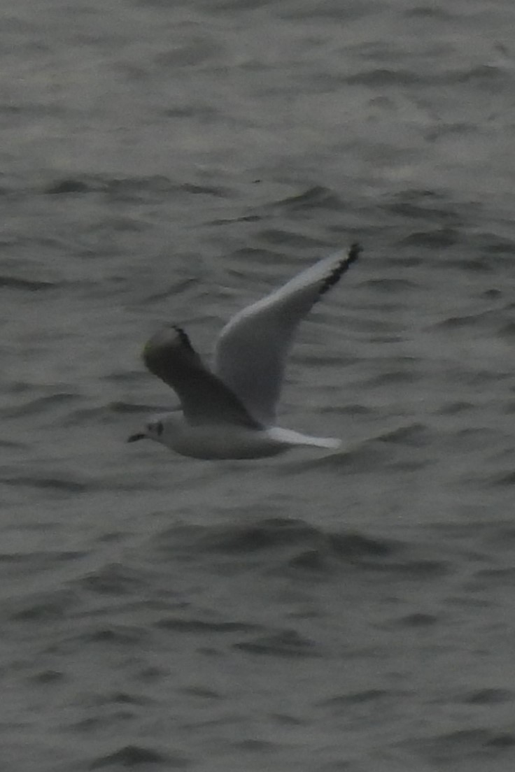 Мартин канадський - ML647569065