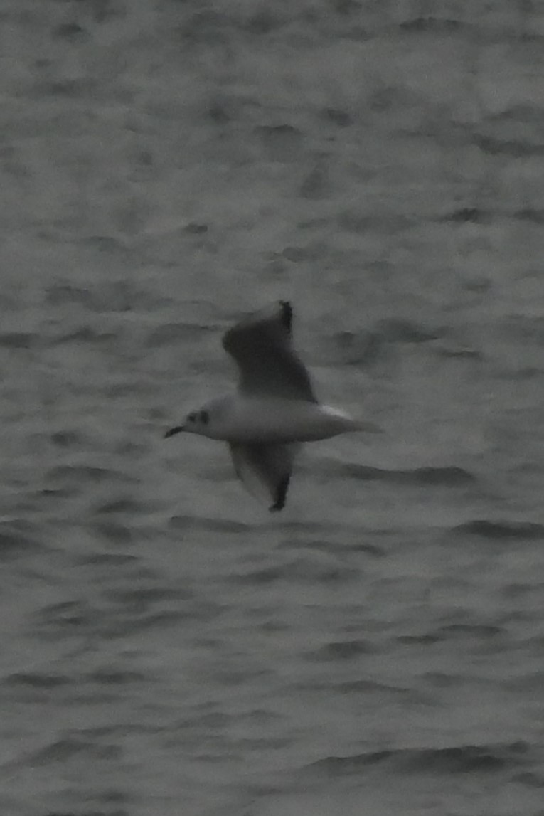 Мартин канадський - ML647569066