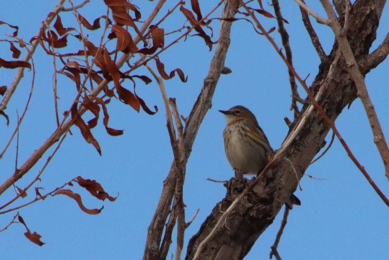 Пісняр-лісовик жовтогузий (підвид coronata) - ML647569067