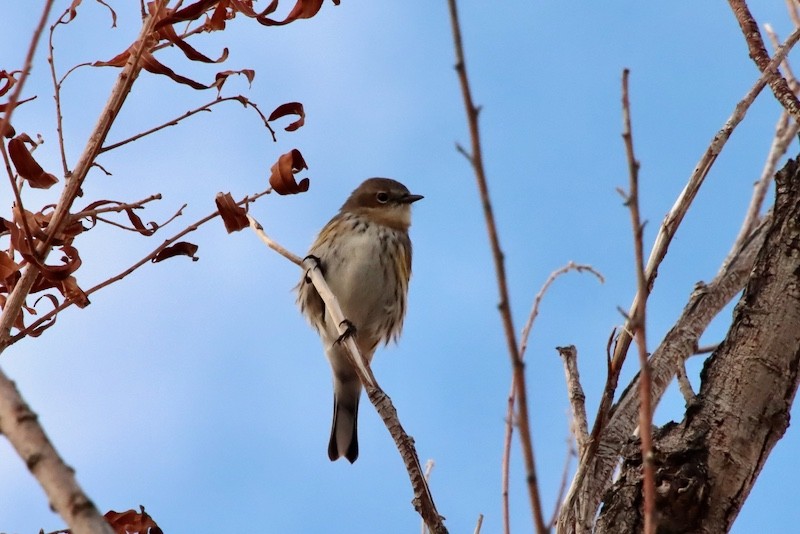 Пісняр-лісовик жовтогузий (підвид coronata) - ML647569068