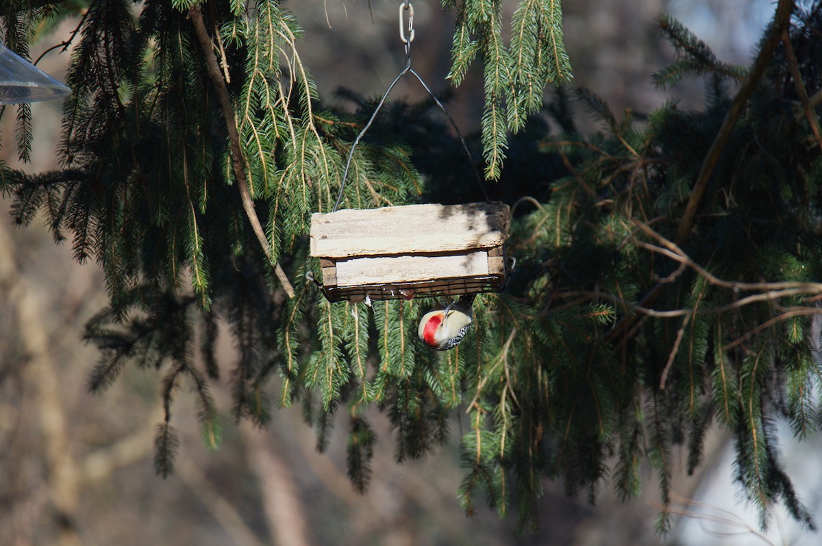 Гіла каролінська - ML647569069