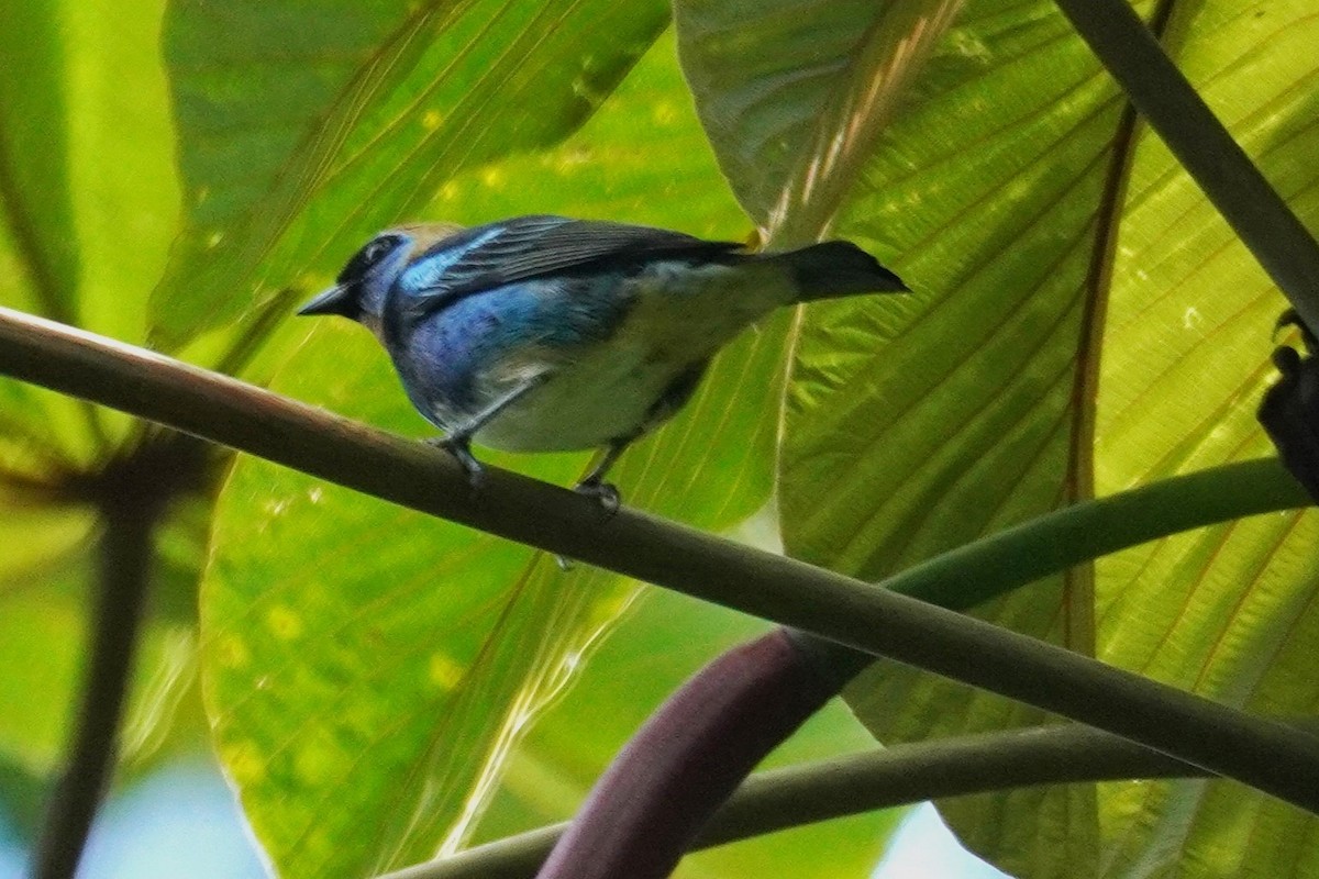 Танагра синьощока - ML647569070