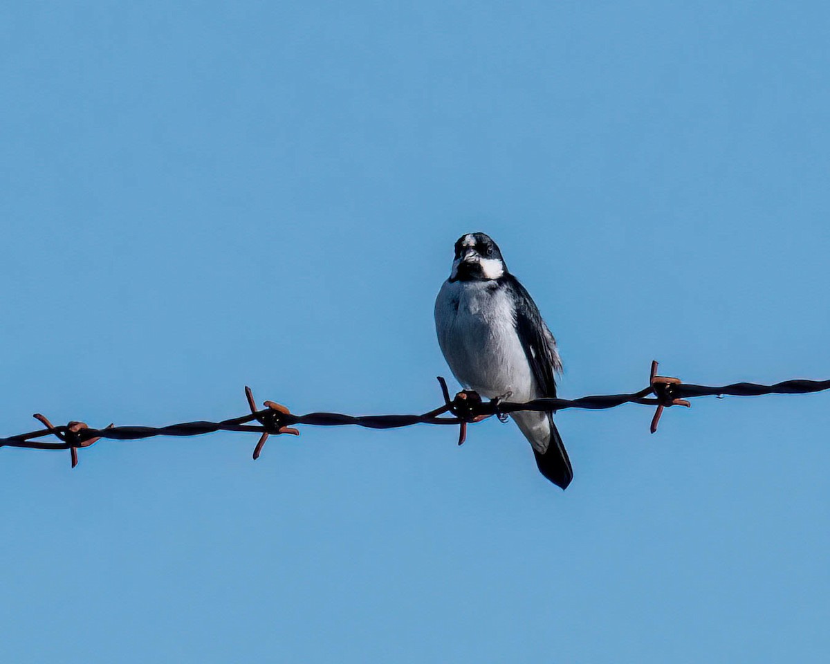 Зерноїд біловусий - ML647569071