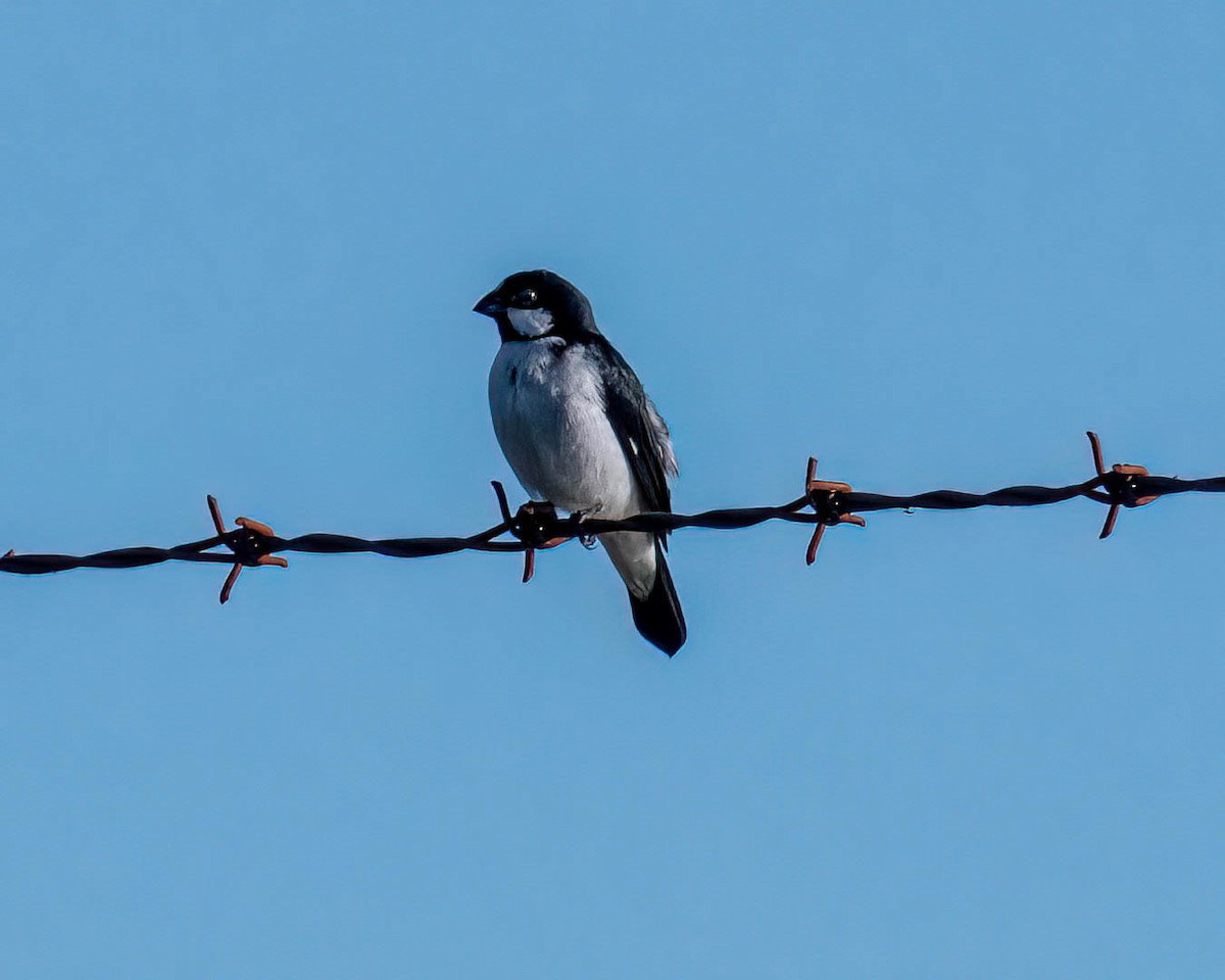 Зерноїд біловусий - ML647569072