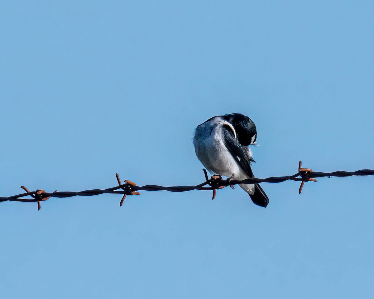 Зерноїд біловусий - ML647569073