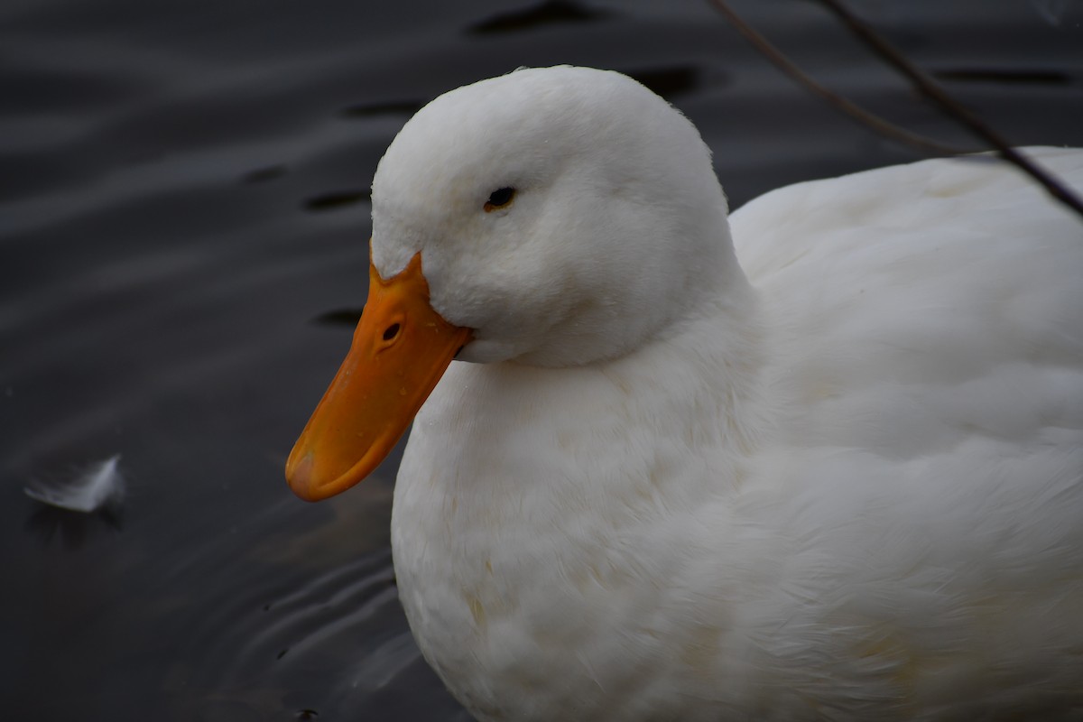 Крижень (свійський) - ML647569078