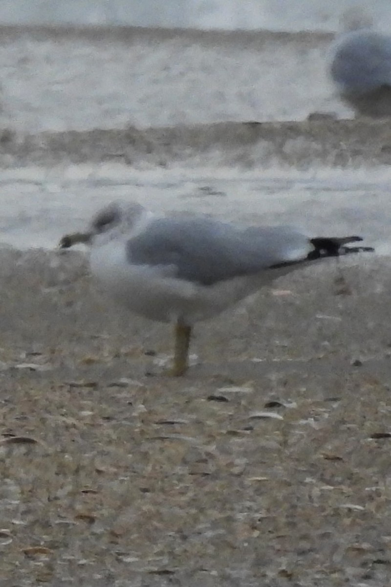 Мартин делаверський - ML647569079