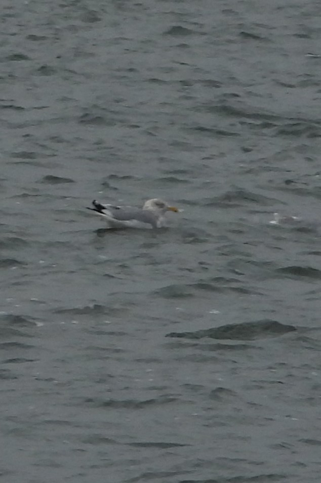 Мартин американський - ML647569082