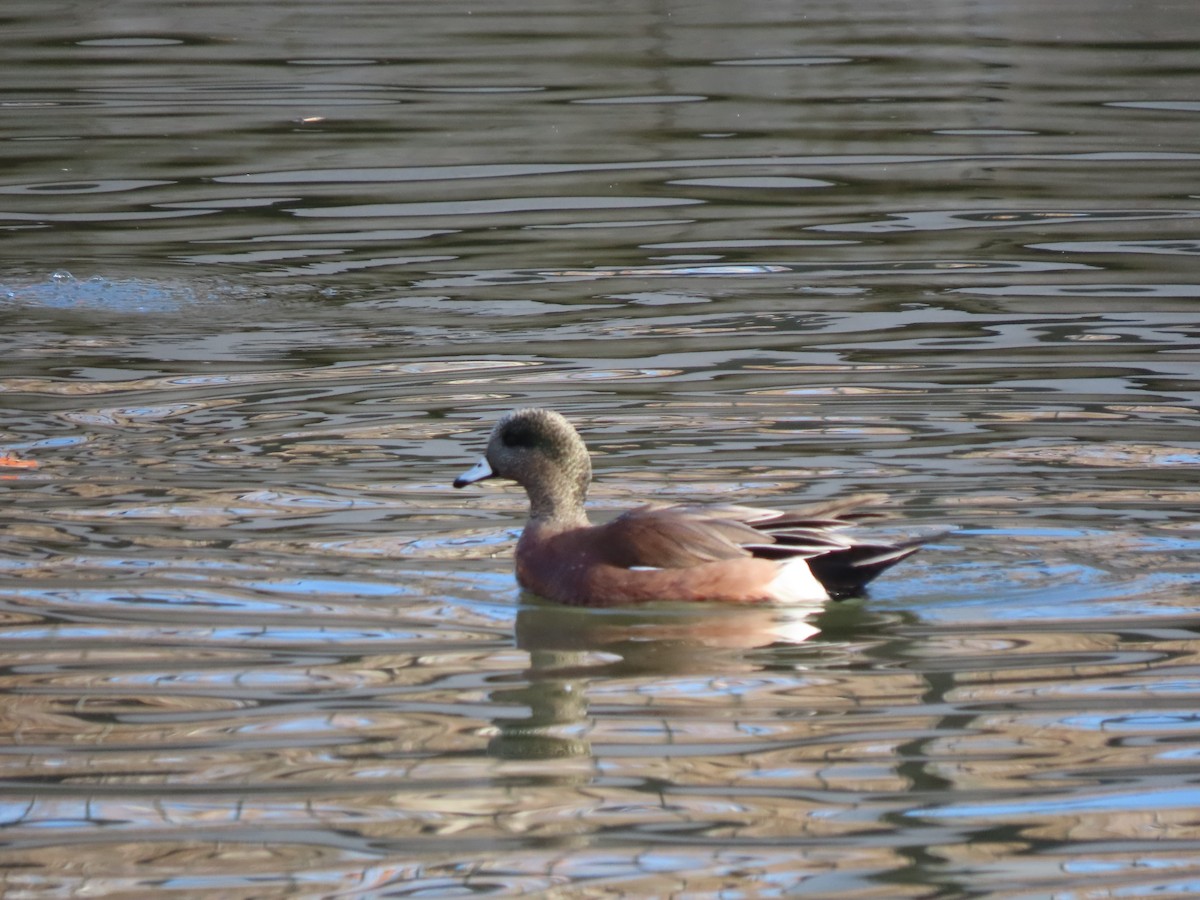 Свищ американський - ML647569083