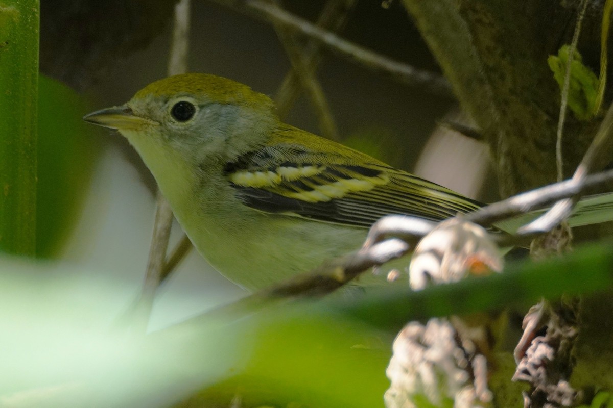 Пісняр-лісовик рудобокий - ML647569088