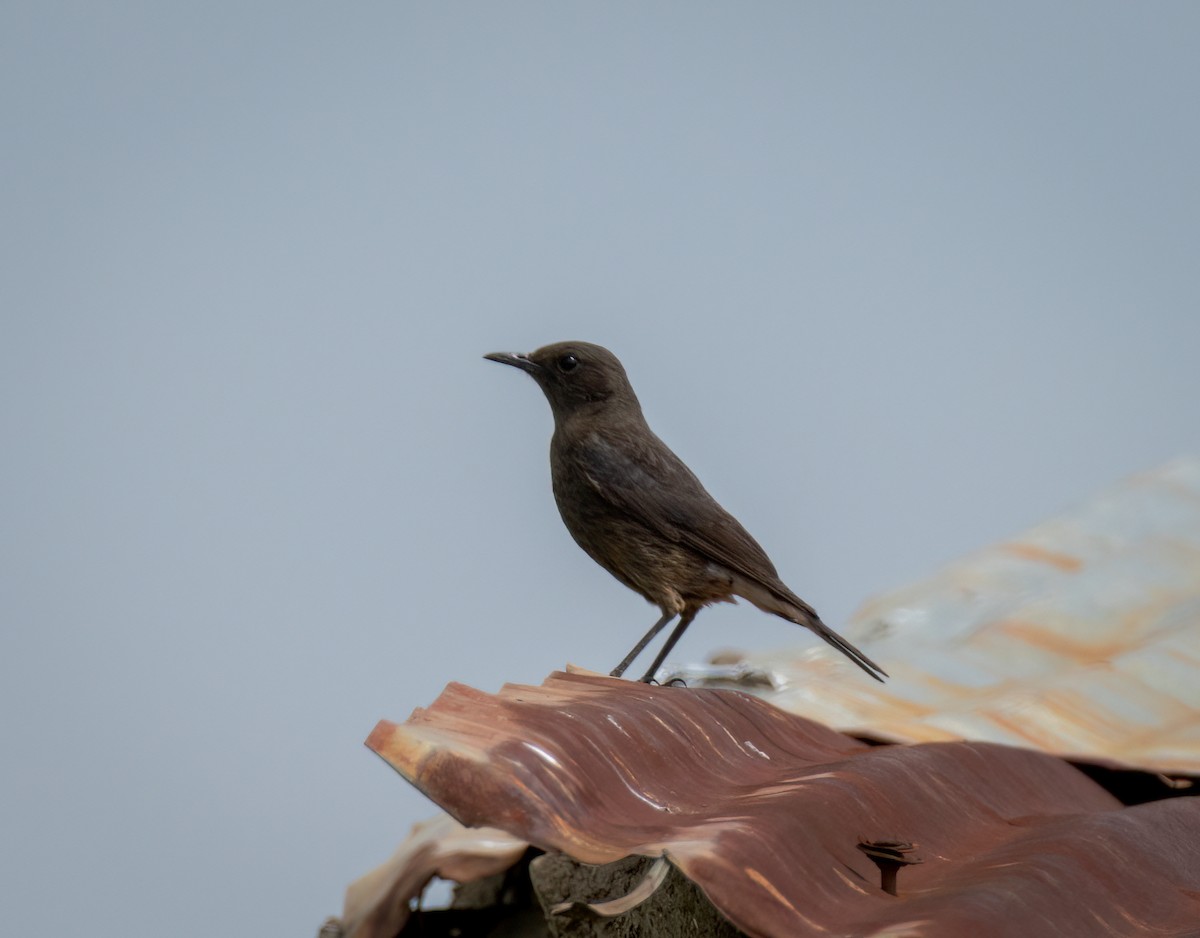 Смолярик білокрилий - ML647569093