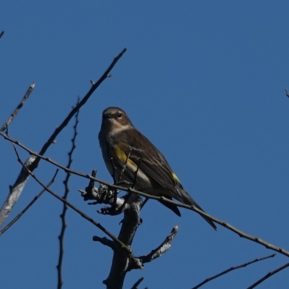 Пісняр-лісовик жовтогузий - ML647569095