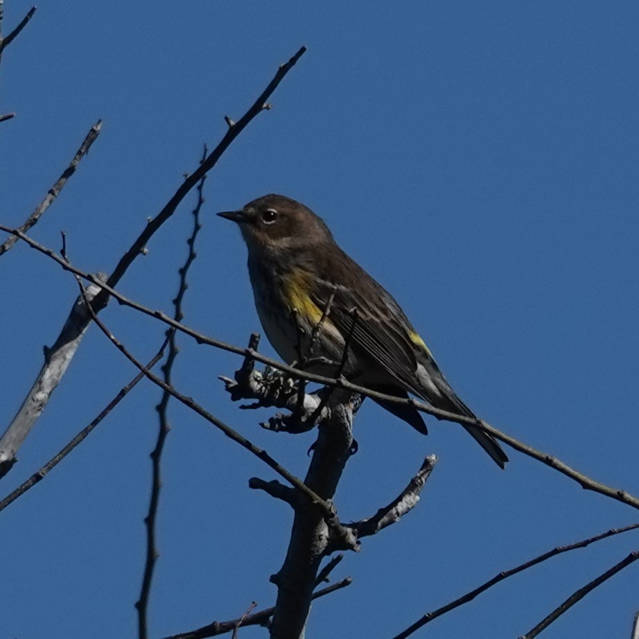 Пісняр-лісовик жовтогузий - ML647569096