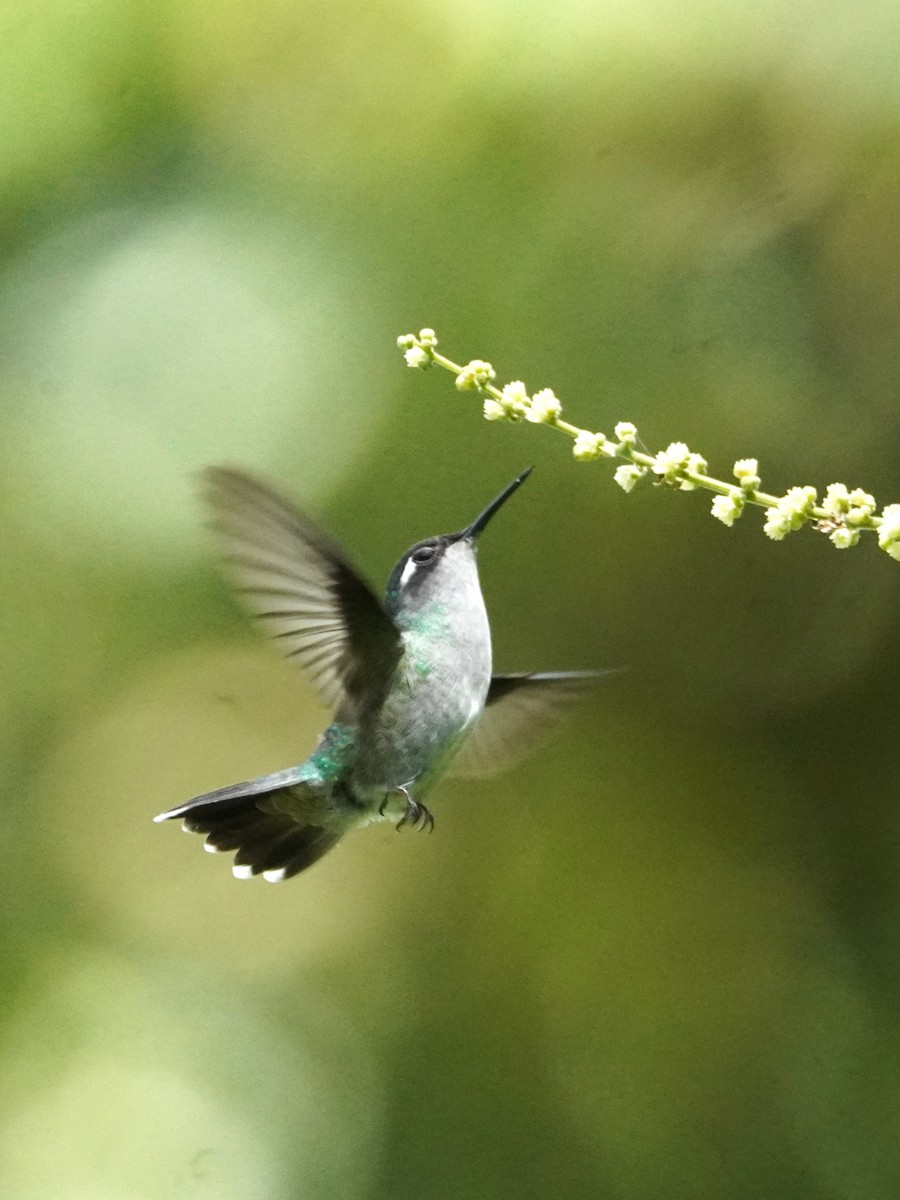 Колібрі сапфіроволобий - ML647569099