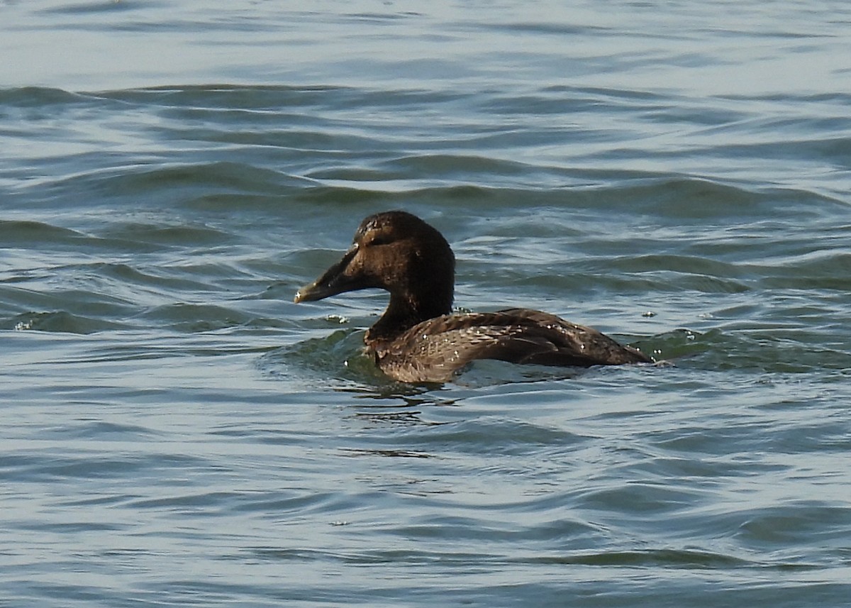 Пухівка зеленошия - ML647569100
